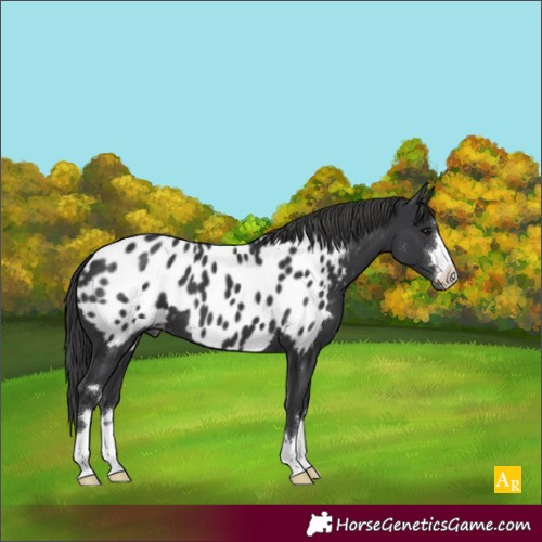 Horse Color:Black Appaloosa