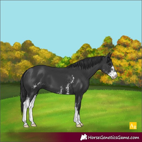 Horse Color:Black Sabino