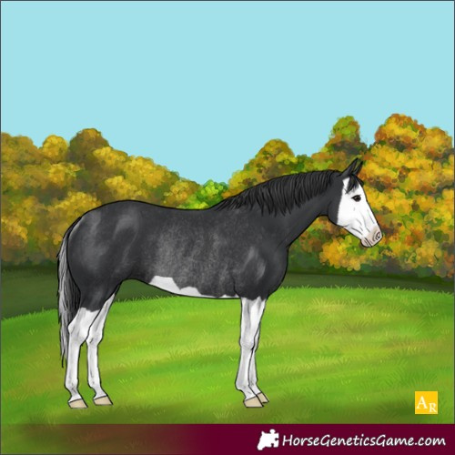 Horse Color:Black Splash Rabicano