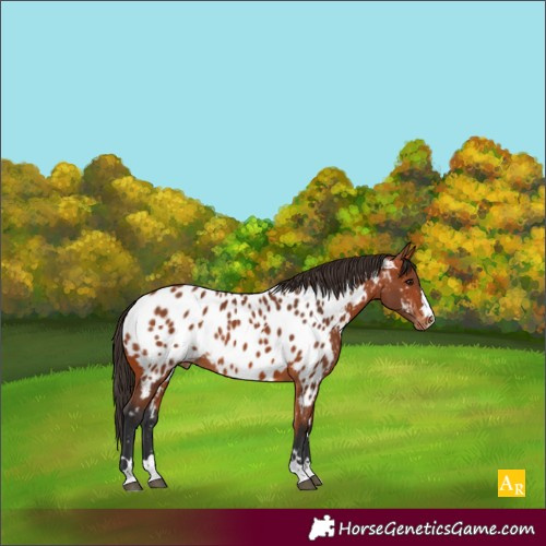 Horse Color:Bay Near Leopard 