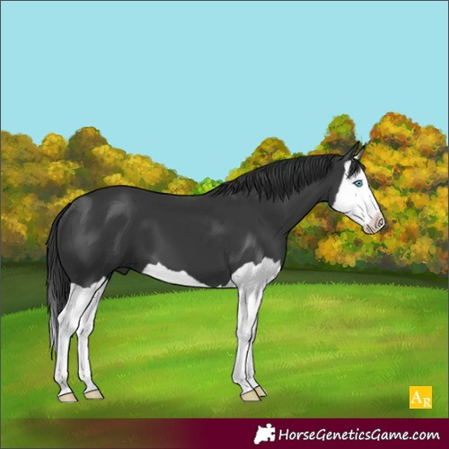Horse Color:Black Splash