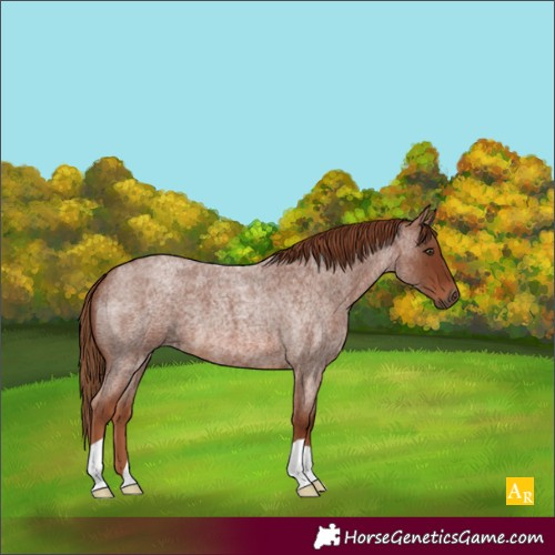 Horse Color:Red Roan 