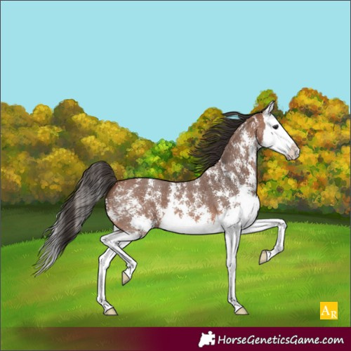 Horse Color:Bay Sabino Splash 