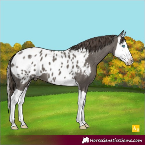Horse Color:Grullo Splash Appaloosa 