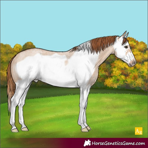 Horse Color:Red Dun Roan Splash Frame Rabicano 