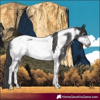 Horse Color:Black Sabino Tobiano Frame Varnish Rabicano 