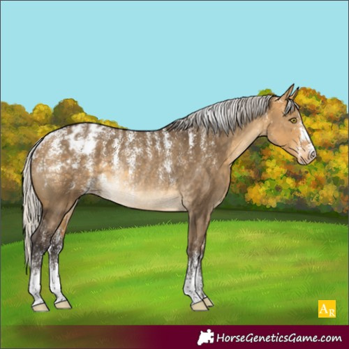 Horse Color:Powder White Silver Buckskin Dun Appaloosa Rabicano