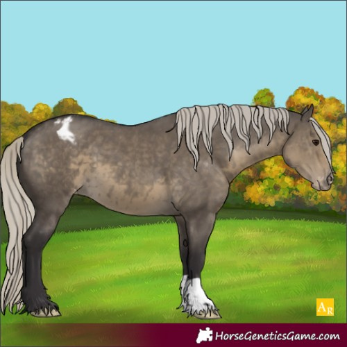 Horse Color:Silver Smoky Grullo Appaloosa 