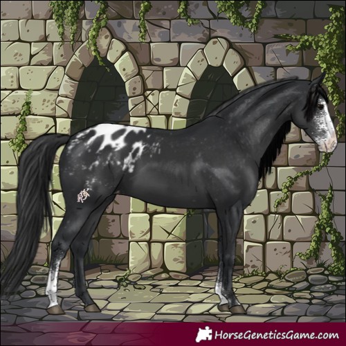 Horse Color:Black Sabino Blanket 