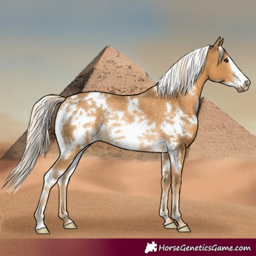 Horse Color:White Spotted Palomino Frame Rabicano 