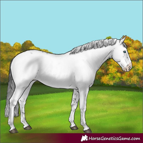 Horse Color:Black Frame