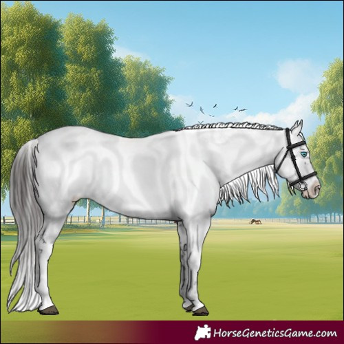 Horse Color:Liver Chestnut Frame 
