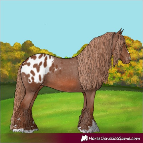 Horse Color:Chestnut Appaloosa