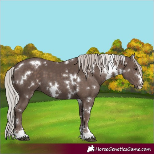 Horse Color:White Spotted Silver Black 
