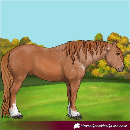 Horse Color:Chestnut Sabino 