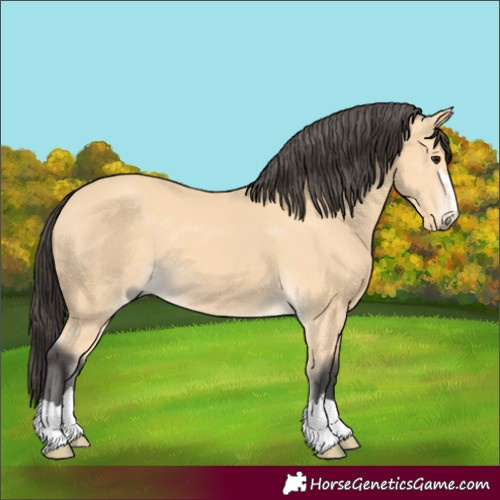 Horse Color:Buckskin 