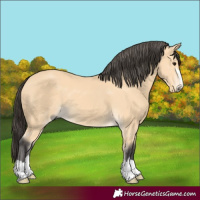 Horse Color:Buckskin 