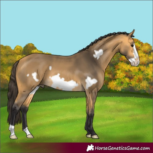 Horse Color:Buckskin Frame 