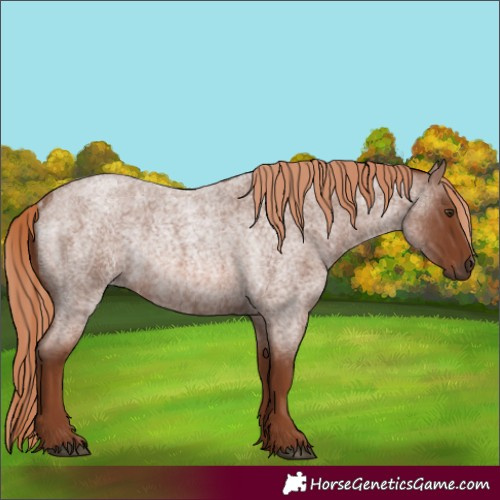 Horse Color:Red Roan Rabicano 