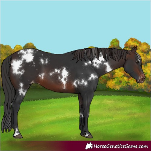 Horse Color:White Spotted Brown Appaloosa 