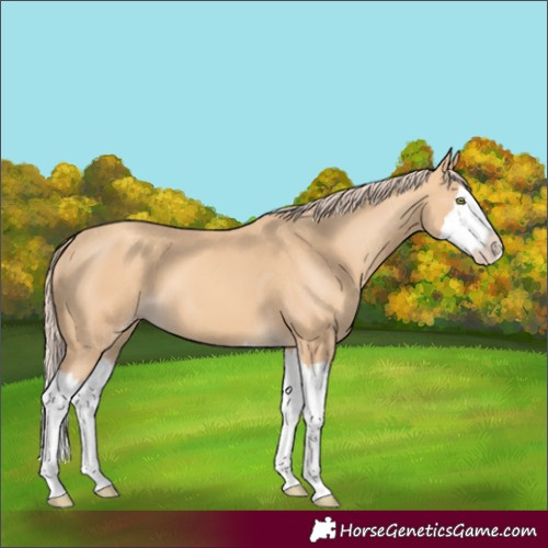 Horse Color:Gold Champagne Splash 