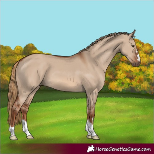 Horse Color:Red Dun 