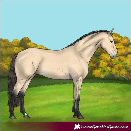 Horse Color:Buckskin 
