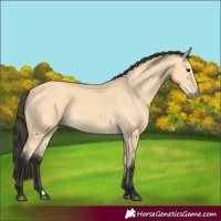 Horse Color:Buckskin