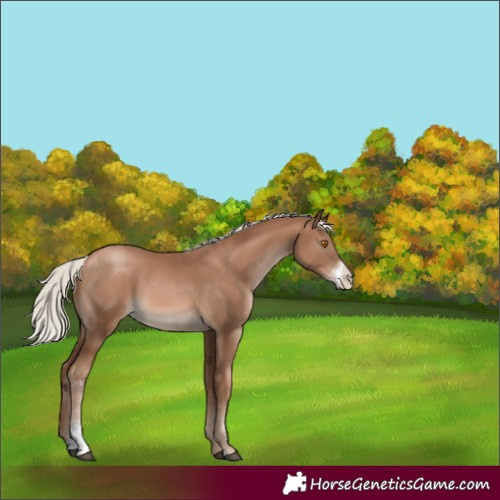 Horse Color:Unknown 