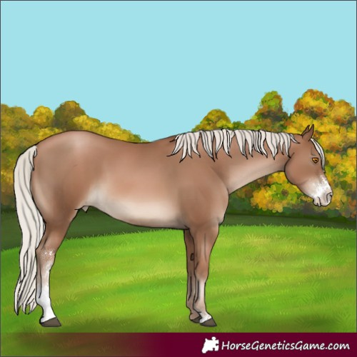 Horse Color:Unknown 