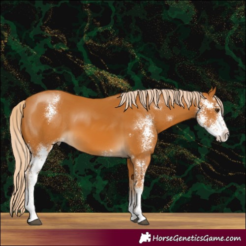 Horse Color:Palomino Sabino 