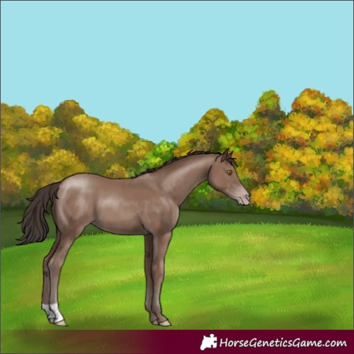 Horse Color:Unknown 