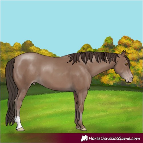 Horse Color:Unknown 