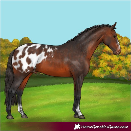Horse Color:Brown Sabino Appaloosa Rabicano 