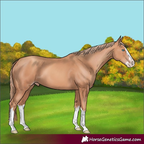 Horse Color:Gold Champagne Splash 
