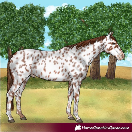 Horse Color:Red Roan Appaloosa 