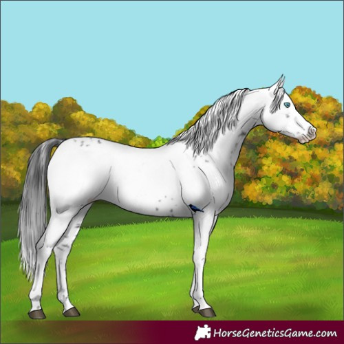 Horse Color:Black Frame 