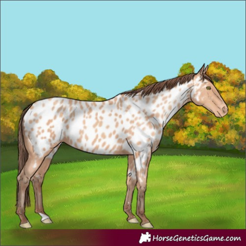 Horse Color:Amber Champagne Appaloosa 