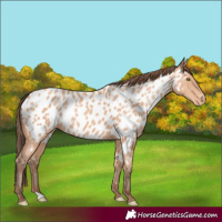Horse Color:Amber Champagne Appaloosa 