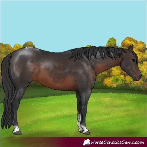 Horse Color:Brown Tobiano