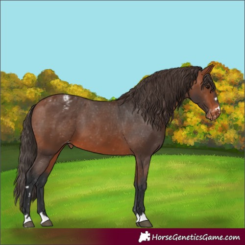 Horse Color:Bay Appaloosa 