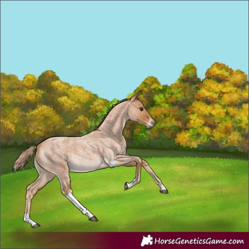 Horse Color:Red Roan Tobiano 