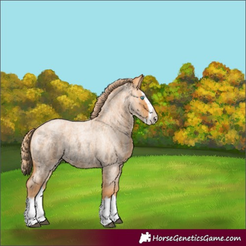 Horse Color:Red Roan Splash 