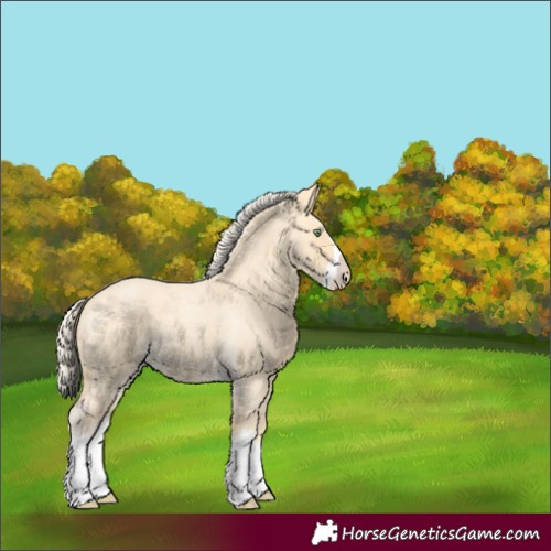 Horse Color:Gold Cream Champagne Roan Splash 