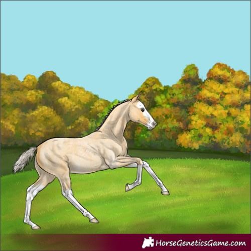Horse Color:Palomino Roan Splash 