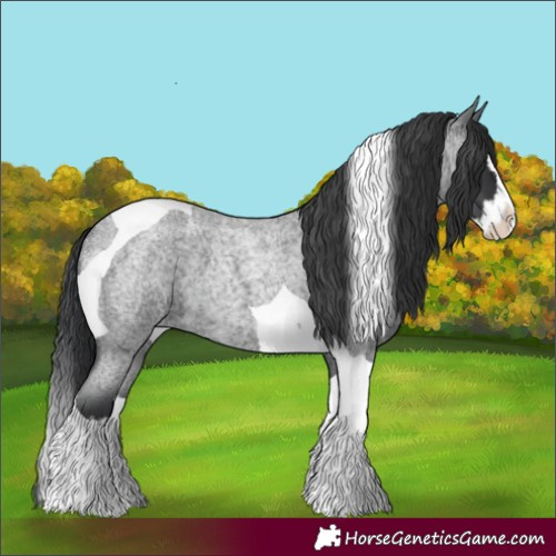 Horse Color:Blue Roan Splash Tobiano 