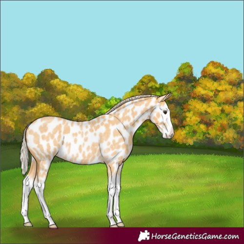 Horse Color:Palomino Roan Splash Appaloosa