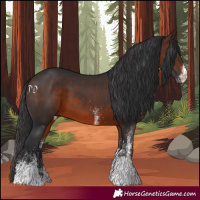 Horse Color:White Spotted Brown