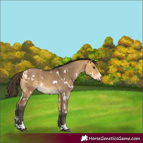 Horse Color:White Spotted Buckskin Dun 