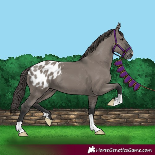 Horse Color:Grullo Appaloosa 